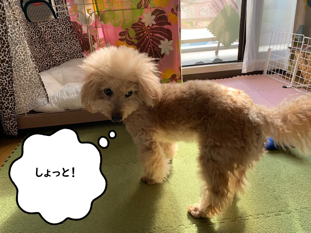 実は噛みつき犬だった トイプードルの空 いつも一緒 トイプードルの空