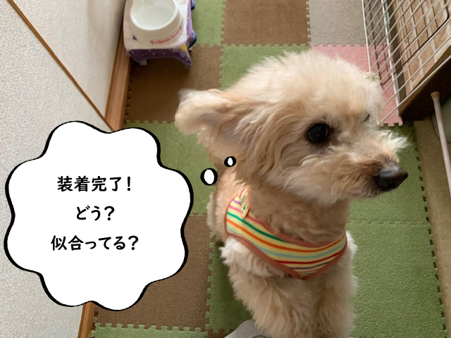 実は噛みつき犬だった トイプードルの空 いつも一緒 トイプードルの空