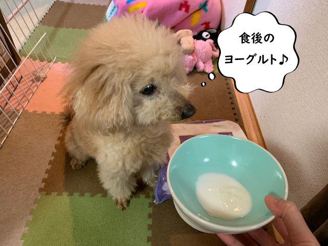 実は噛みつき犬だった トイプードルの空 その2 いつも一緒 トイプードルの空