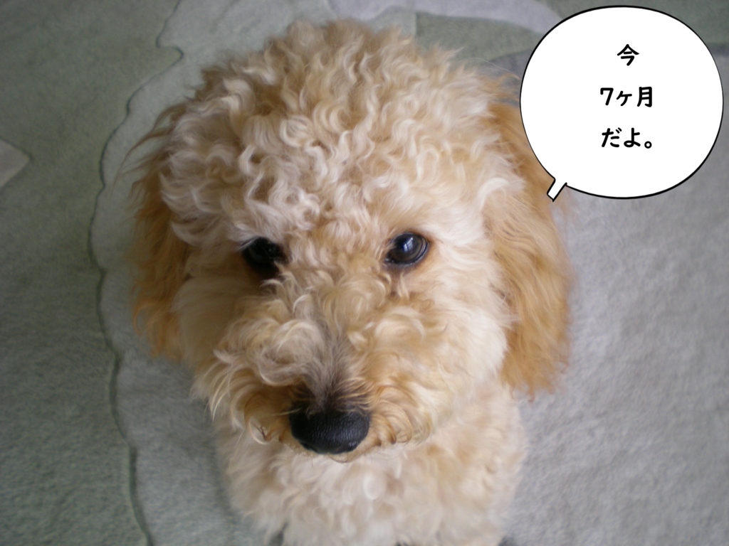 今7か月だよ。トイプードルの空。犬が失敗しないトイレ【100均材料でDIY】おススメの手作りトイレ4