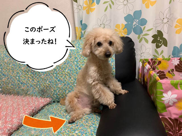 犬のおやつに砂肝を手作りしました 砂肝のレシピ いつも一緒 トイプードルの空