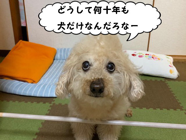 狂犬病予防接種で副作用 いつも一緒 トイプードルの空