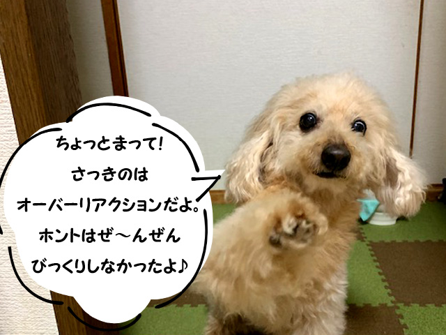 愛犬のセルフトリミング トイプードルのカット バリカンで簡単 かわいい いつも一緒 トイプードルの空