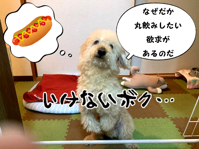なぜだか丸飲みしたい欲求があるのだ。いけないボク。トイプードルの空。