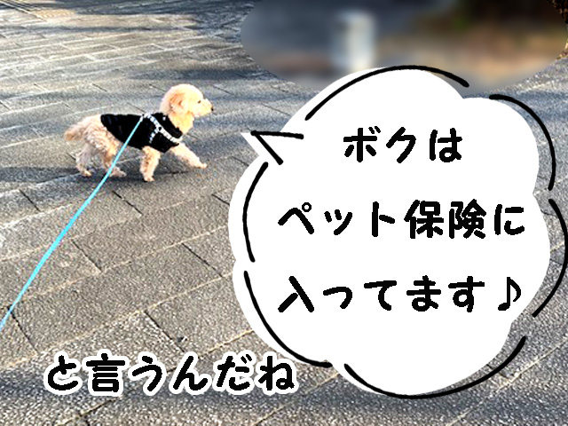 「ペット保険にはいってます。」と言うんだね。トイプードルの空