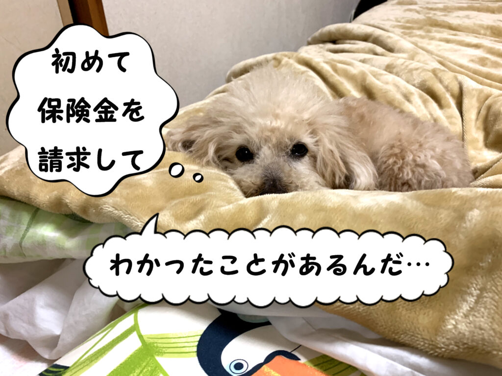 初めて保険金を請求して、わかったことがあるんだ、トイプードルの空