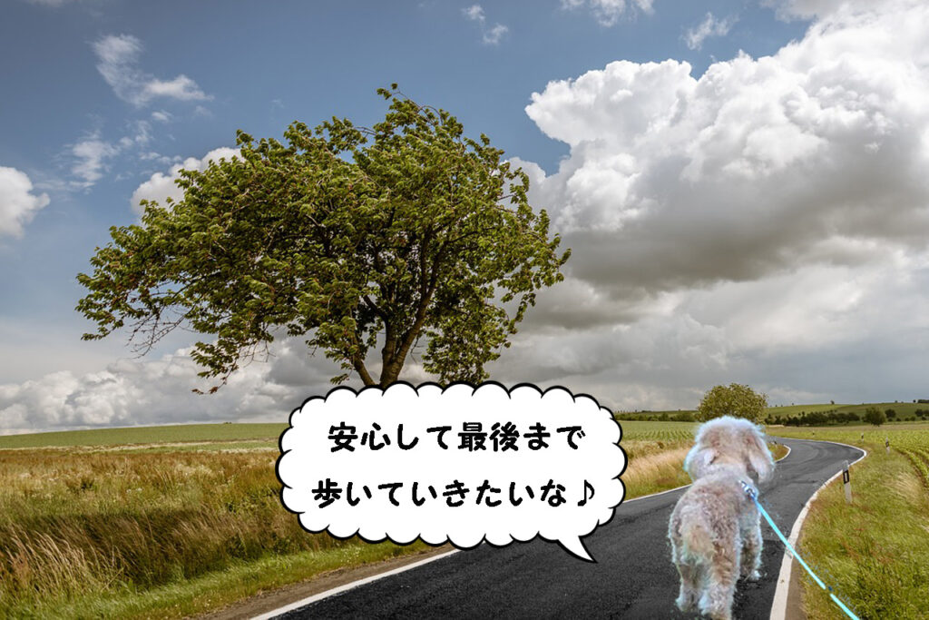 安心して最後まで歩いていきたいな。トイプードルの空。